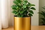ecofynd 4.3 inches Round Metal Planter for Home Decor, Pack of 1 (Gold) Rs. 199 – Amazon