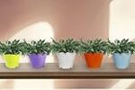 TrustBasket Jasmine Flower Pot (Set of 5)