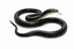 RZA 2026 (Snake Pack of 1 pcs) ZA Realistic Black Rubber Snake Toy