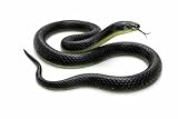 RZA 2026 (Snake Pack of 1 pcs) ZA Realistic Black Rubber Snake Toy